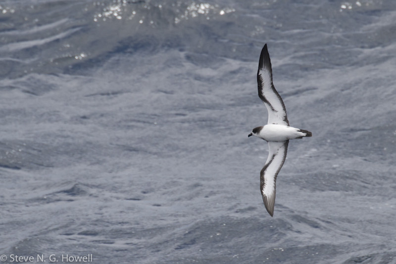 …and the striking Galapagos Petrel. Credit: Steve Howell
